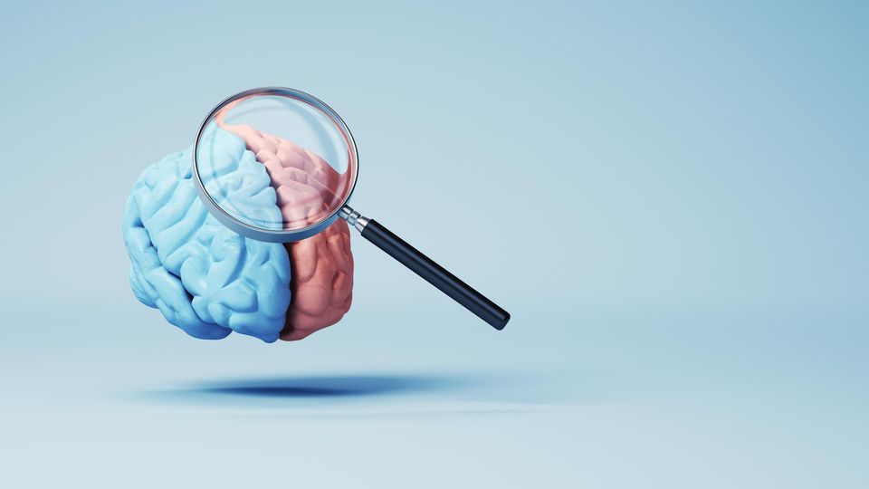 Magnifying glass looking at a model of the human brain. Half of the brain is blue and half is pink.