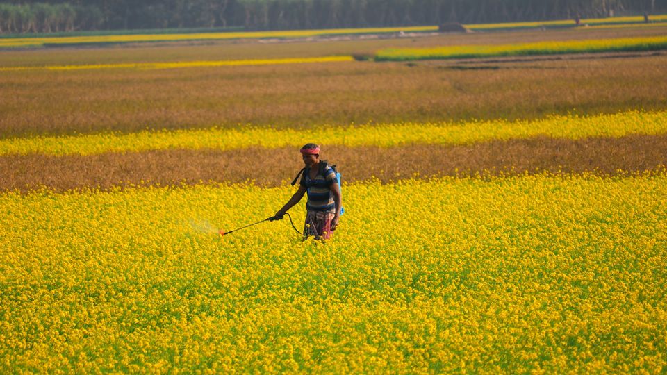 Worker spraying pesticide across a yellow flowering crop field with patchwork farmland in the background.