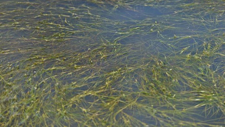 Seagrass swaying beneath shallow coastal water.