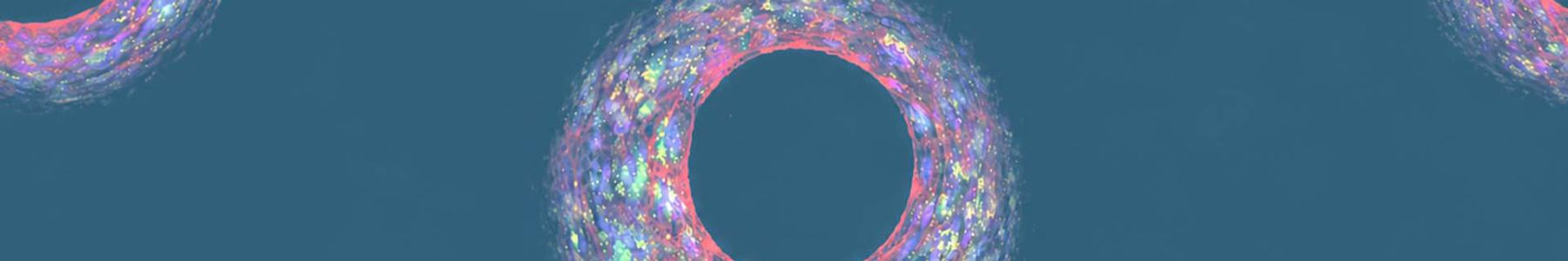Fluorescent human intestinal cell model used to improve oral bioavailability prediction. 