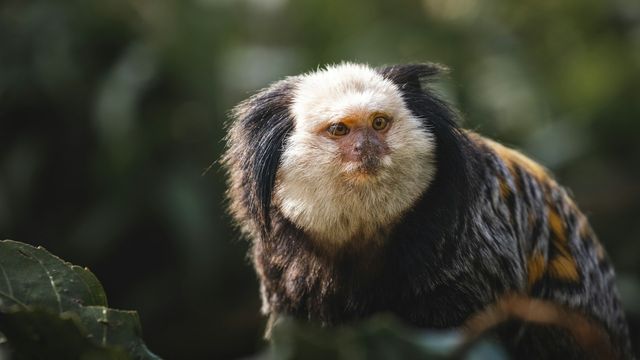 Common marmoset perched on a branch in its natural forest habitat. 