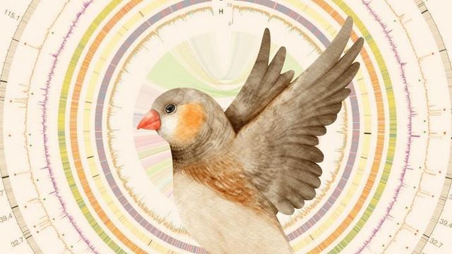 Illustration of a zebra finch with raised wings over a circular genomic data chart. 
