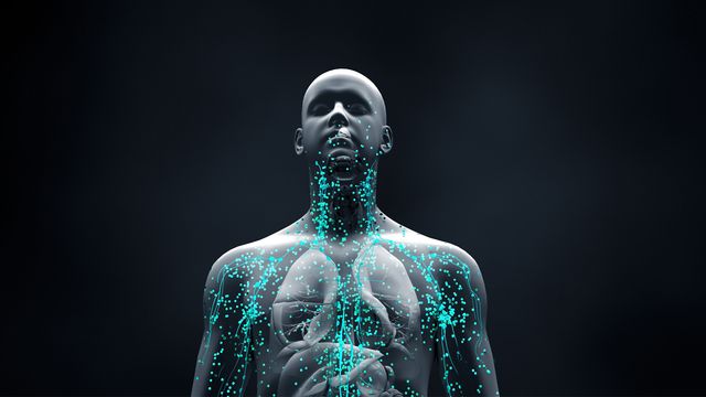 3D render of a human body with glowing lymphatic pathways, illustrating the immune system. 