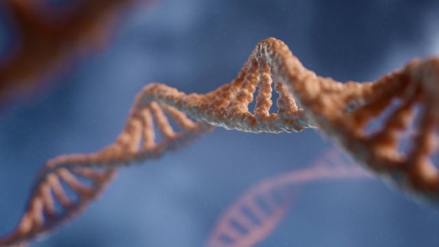 Close-up view showing the double helix structure of DNA. 