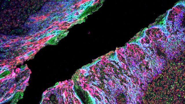 Fluorescent microscopy image showing tissue structure and cellular organization. 