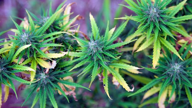 Flowering cannabis plants with green serrated leaves and resin-coated buds growing outdoors. 