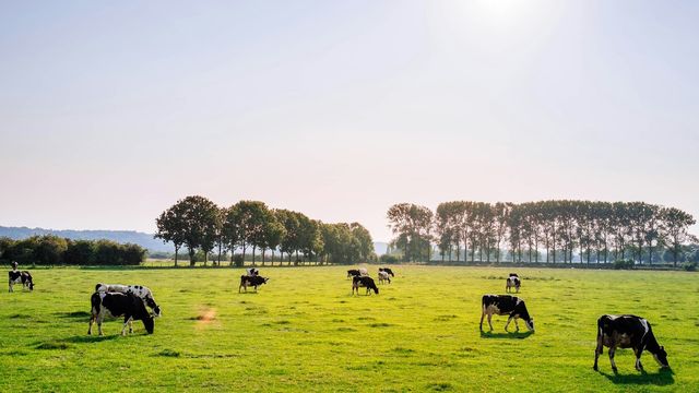 Cattle grazing in a green pasture under a bright sky. 