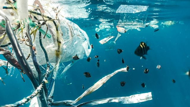 Fish swimming among floating plastic waste in polluted ocean water. 