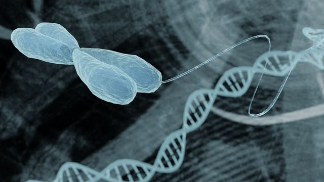 An X-shaped chromosome with a strand of DNA coiling away from it. 