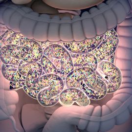3D render of the gut microbiome, showing colourful bacteria densely populating the intestines. 