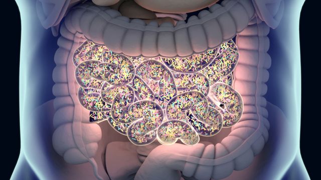 3D render of the gut microbiome, showing colourful bacteria densely populating the intestines. 