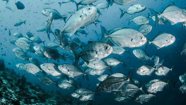 Silver fish swimming underwater above a coral reef. 
