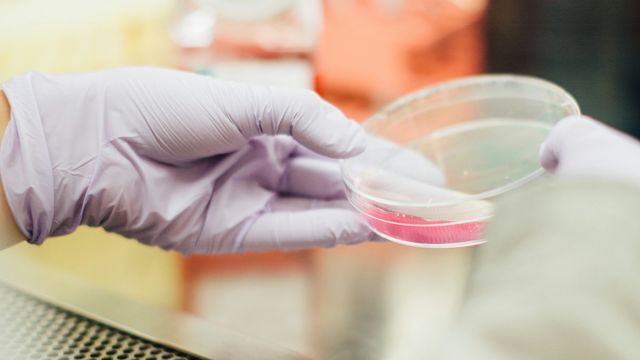 A pair of gloved hands hold a petri dish containing cell culture medium. 