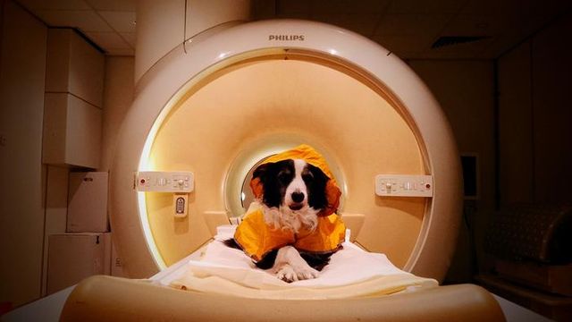 Dog wearing a protective gown positioned inside an MRI scanner during a veterinary imaging procedure. 