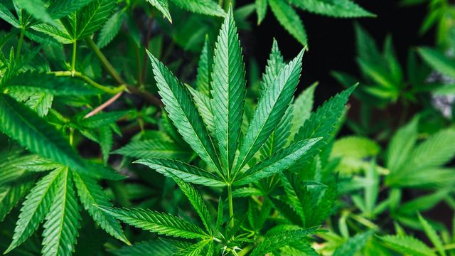 Cannabis plant with prominent green serrated leaves. 