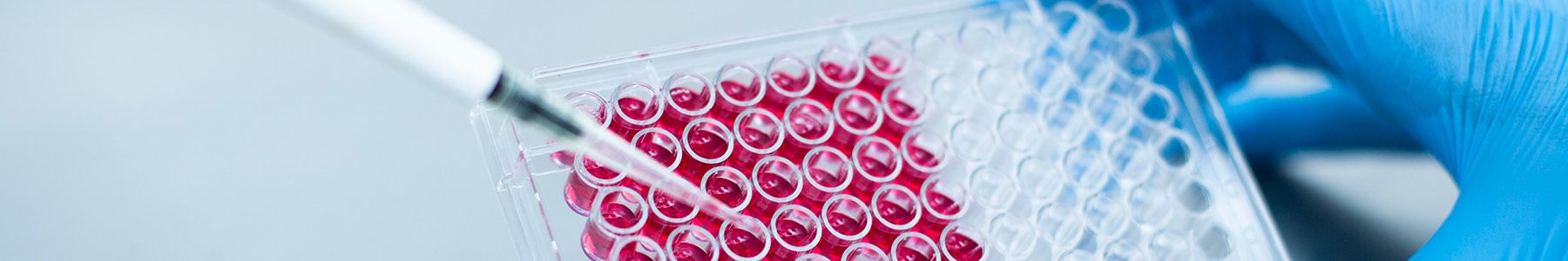 Pipette dispensing samples into a microplate for biomarkers and liquid biopsy research. 