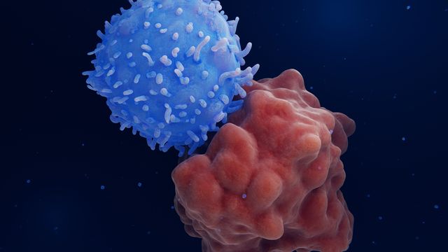 Purple immune cell interacting with an irregular tumor mass in a cell therapy illustration. 