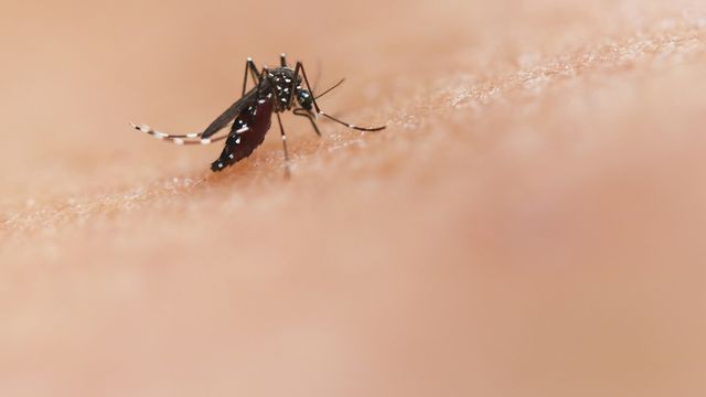 A mosquito perched on human skin. 