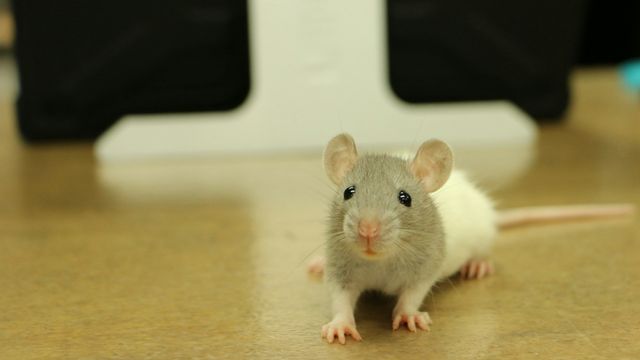 Close-up of a small laboratory mouse looking directly forward. 