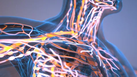 Neon-lit human torso showing the nervous system.