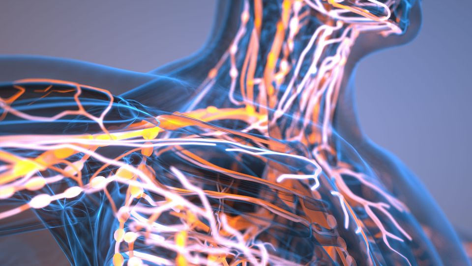 Neon-lit human torso showing the nervous system.