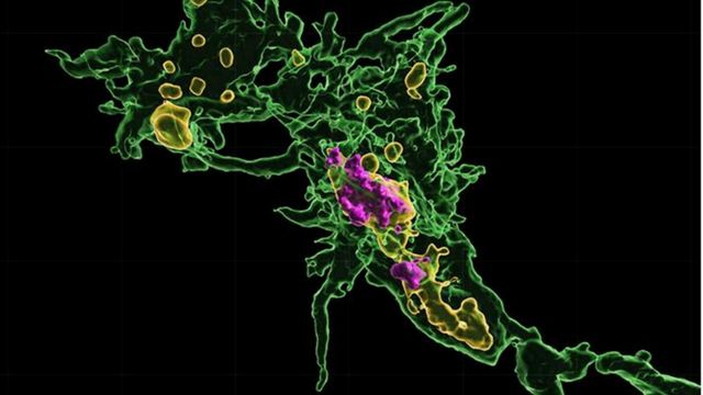 Microglia cells surrounding neurons in a fluorescent microscopy image. 