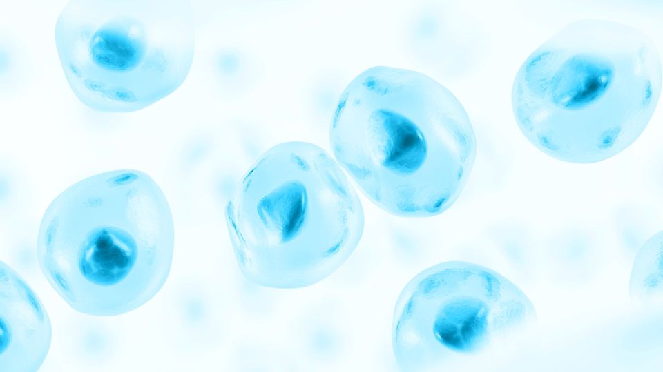 Spherical cell structures with visible nuclei on a light blue background.
