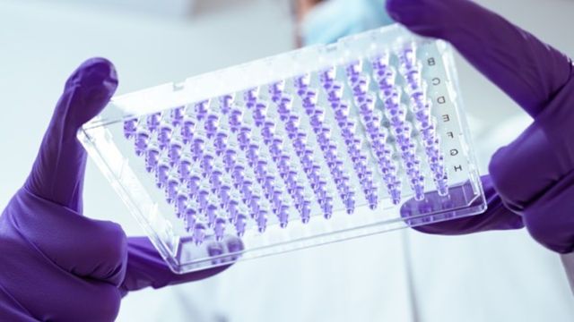 Laboratory sample plate held by gloved hands, containing rows of small test tubes. 