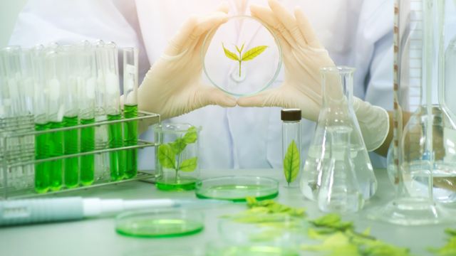 A researcher sitting behind a lab desk with sample vials, flasks, and petri dishes containing green liquid and green leaves, representing sustainability. 