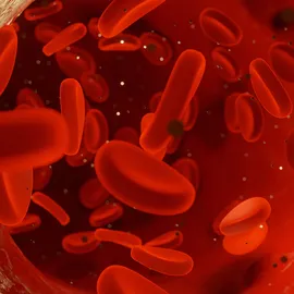 Red blood cells flowing through a blood vessel, shown in a close-up microscopic illustration.