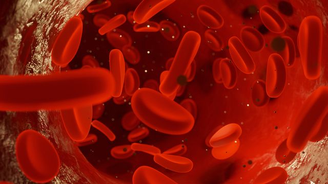 Red blood cells flowing through a blood vessel, shown in a close-up microscopic illustration. 