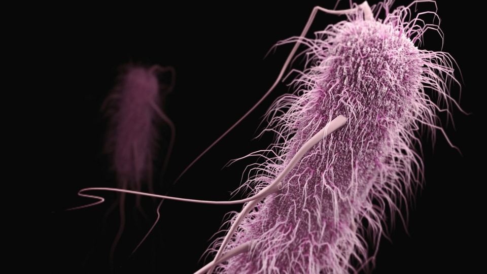 Bacteria with hair-like flagella shown in a scientific illustration.