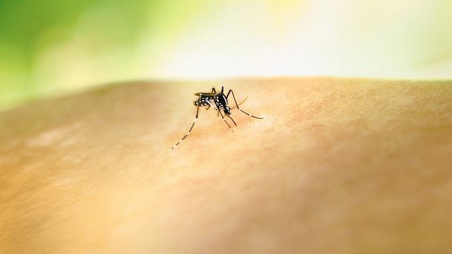 Mosquito feeding on human skin. 