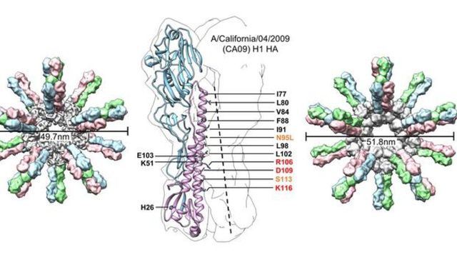Protein structure diagram showing influenza hemagglutinin molecular models. 