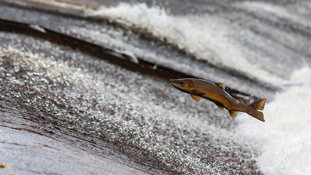 Salmon leaping upstream through rushing whitewater on a river cascade during migration. 