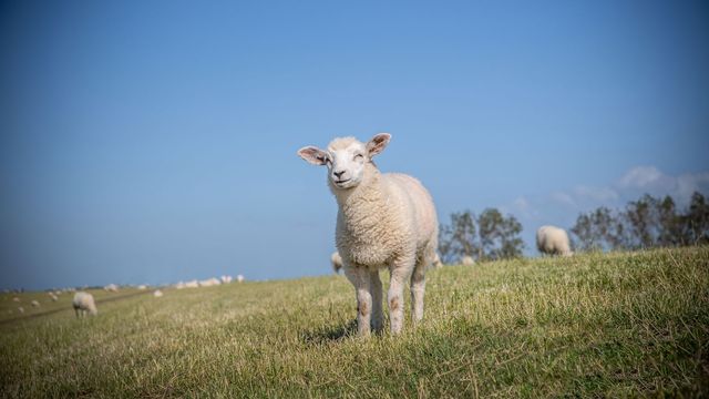 A sheep stands on a grassy hill under a blue sky. 