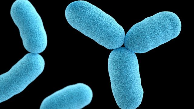 Microscopic view of rod-shaped bacterial cells. 