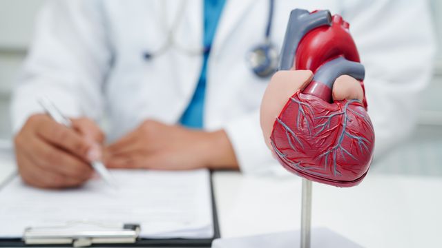 Anatomical model of a heart showing chambers and vessels, with clinician sat in the background. 