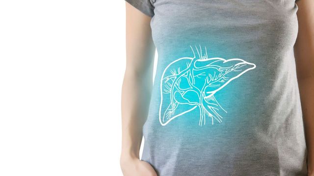 Liver anatomy illustration showing the liver and its blood vessels. 