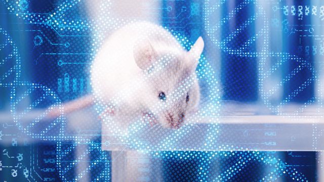 White mouse behind an overlay of blue DNA double helices. 