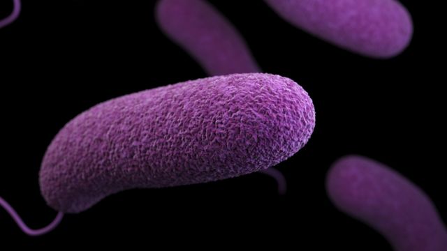 Purple bacteria cells with a prominent rod-shaped bacterium in focus. 