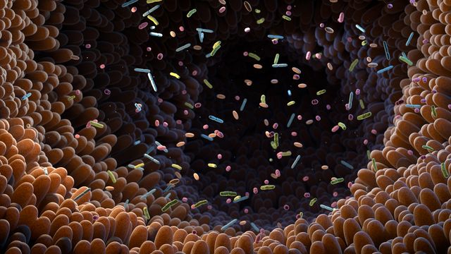 Render of the lumen of the gut, with microvilli along the surfaces and microorganisms in the lumen. 