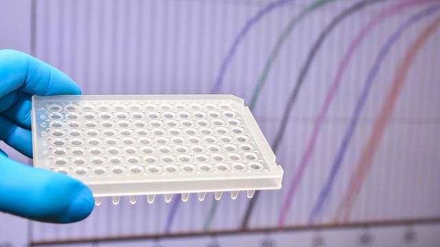 Gloved hands holding a 96-well plate in front of a qPCR amplification graph. 