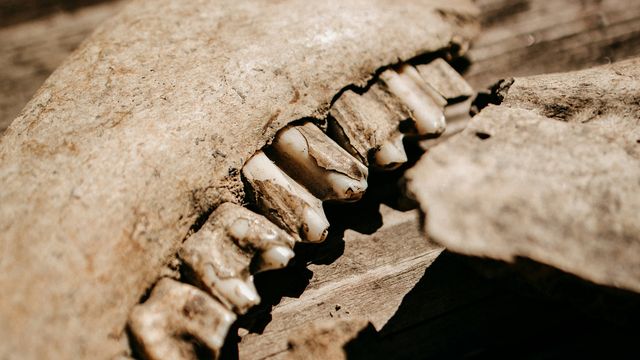 Close up of teeth found in an archeological dig. 
