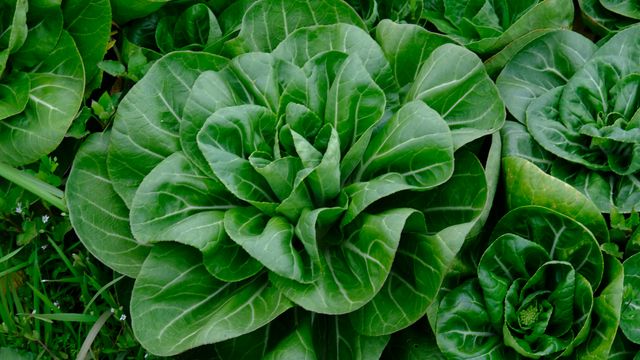 A close up of adult lettuce plants being grown. 