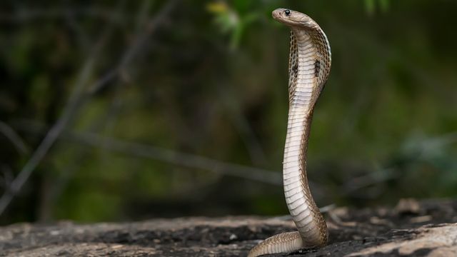 Cobra snake raising its hood from the ground, in a forest environment. 