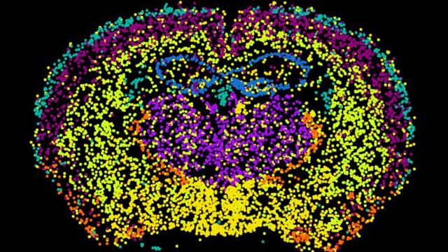 Clustering of gene markers in the mouse brain. 