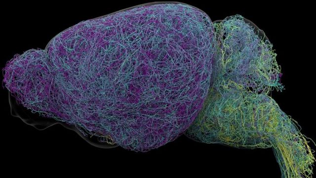 Mouse brain rendered as a detailed 3D map of neural structures. 