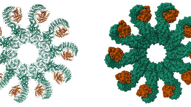 Cryo-EM structure of the active NLRP3 inflammasome disk. 