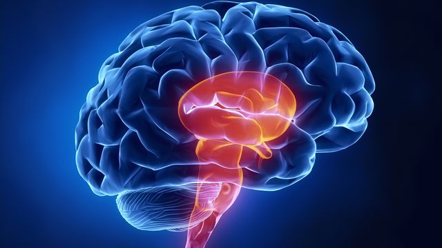 Illustration of a human brain. The brain is blue and the brainstem red. 